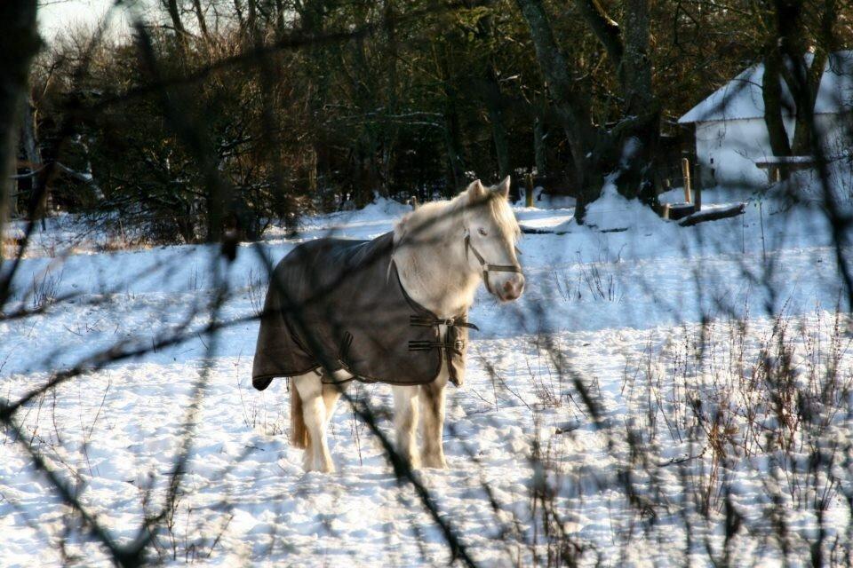 Anden særlig race Lucas - Lucas på fold :-) billede 5