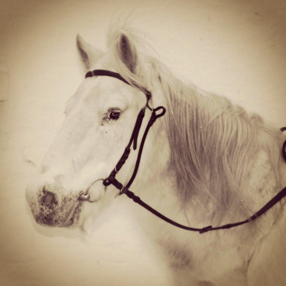 Anden særlig race Lucas billede 6