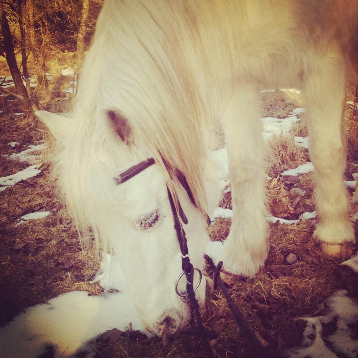 Anden særlig race Lucas billede 8
