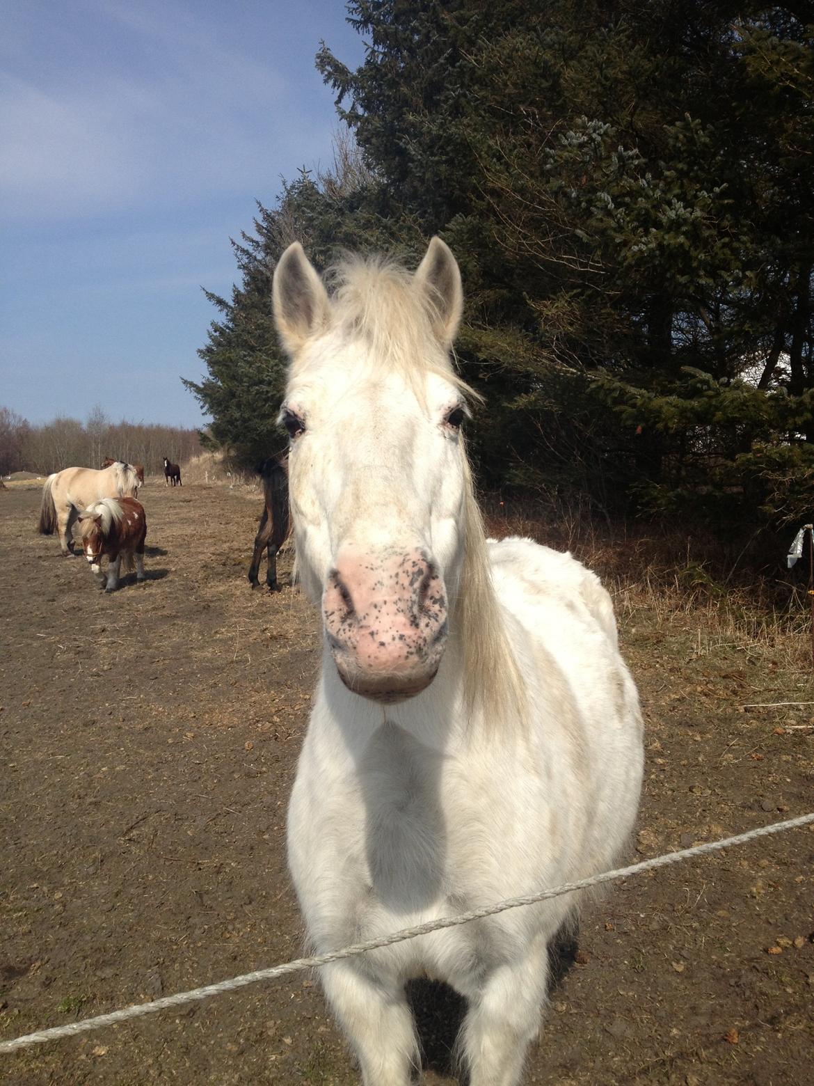 Anden særlig race Lucas billede 10