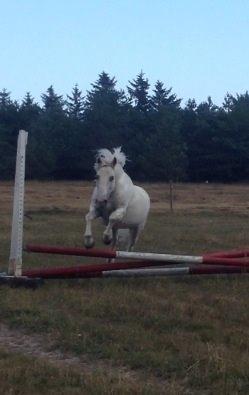 Anden særlig race Lucas billede 11