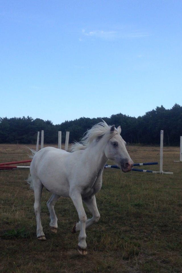 Anden særlig race Lucas billede 13