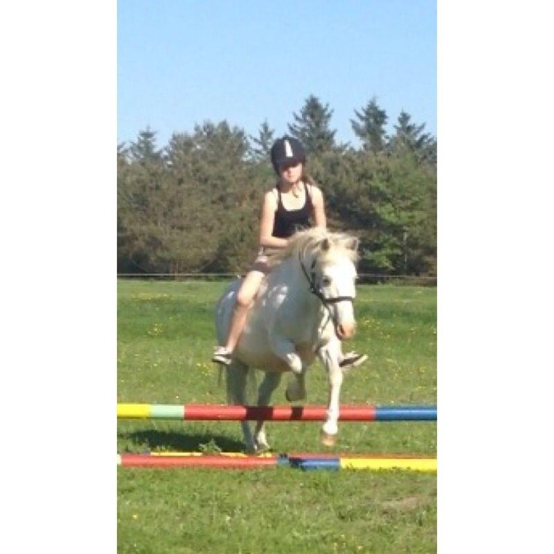 Anden særlig race Lucas billede 14