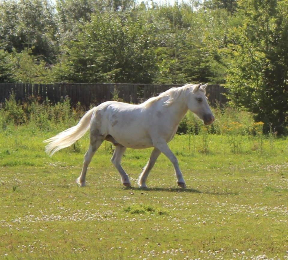 Anden særlig race Lucas billede 1
