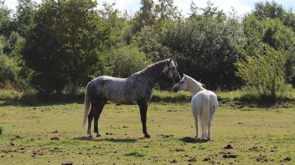 Anden særlig race Lucas billede 16