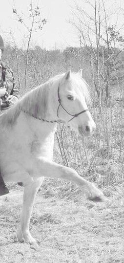 Anden særlig race Lucas billede 17