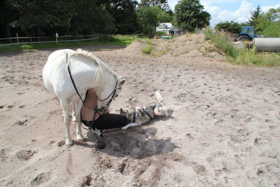 Anden særlig race Lucas billede 18