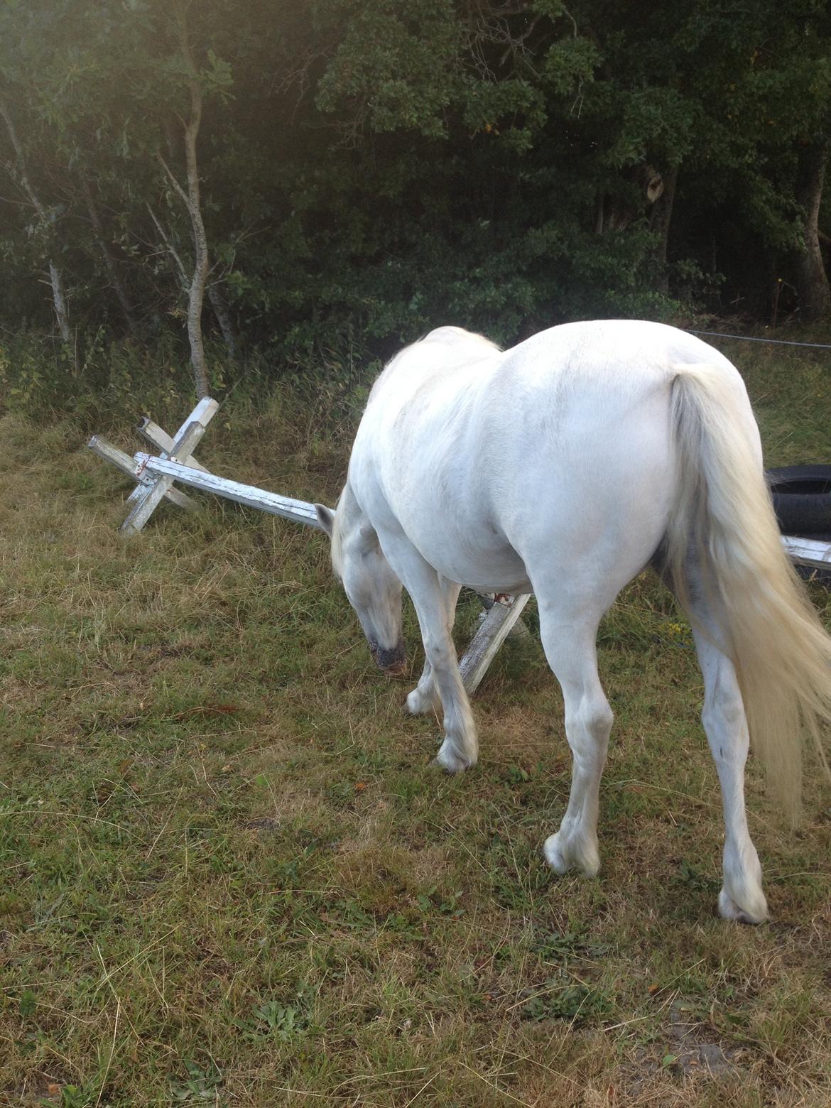 Anden særlig race Lucas billede 21