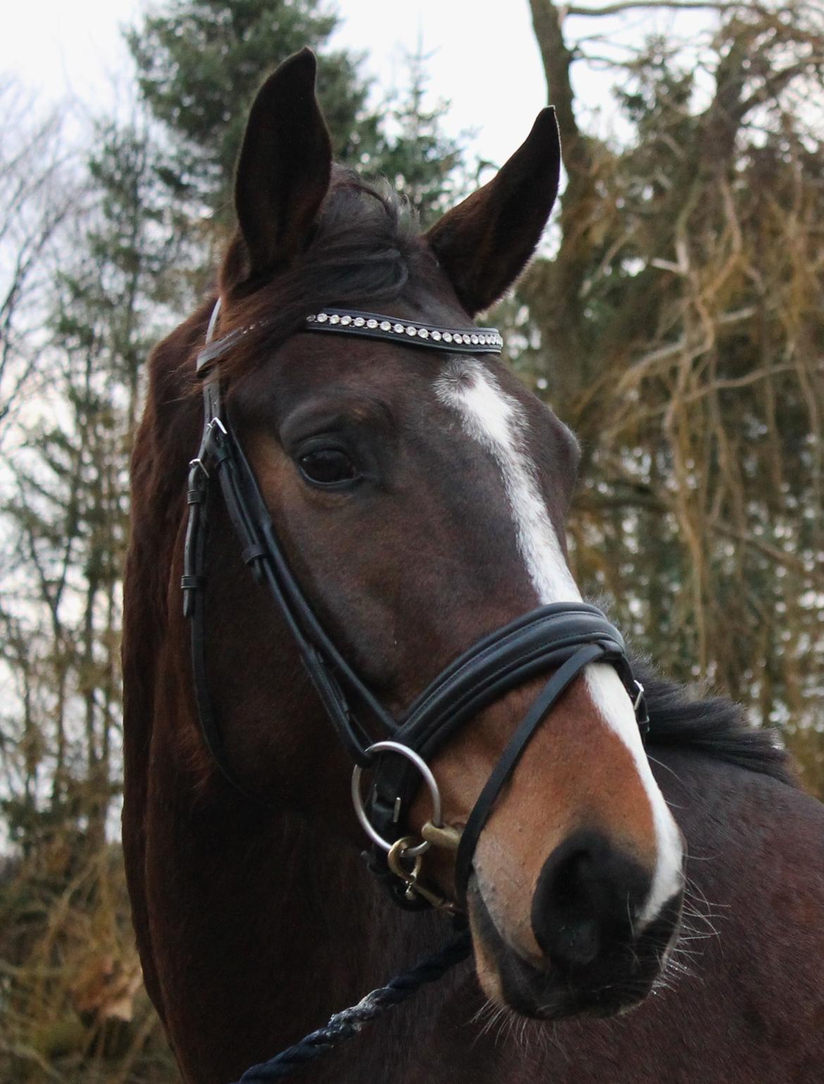 Dansk Varmblod Fight Hour billede 2