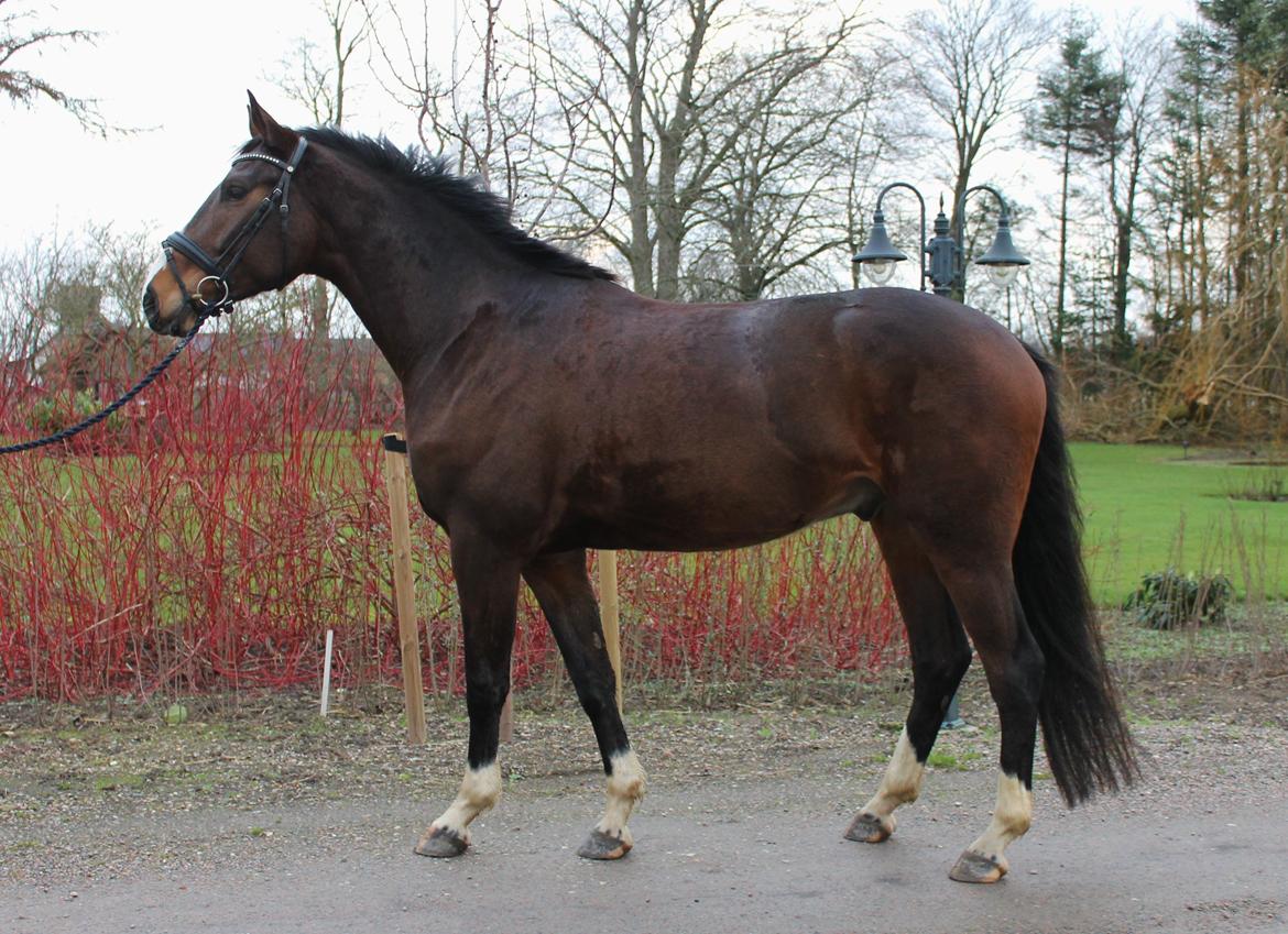 Dansk Varmblod Fight Hour - 3½ år billede 3