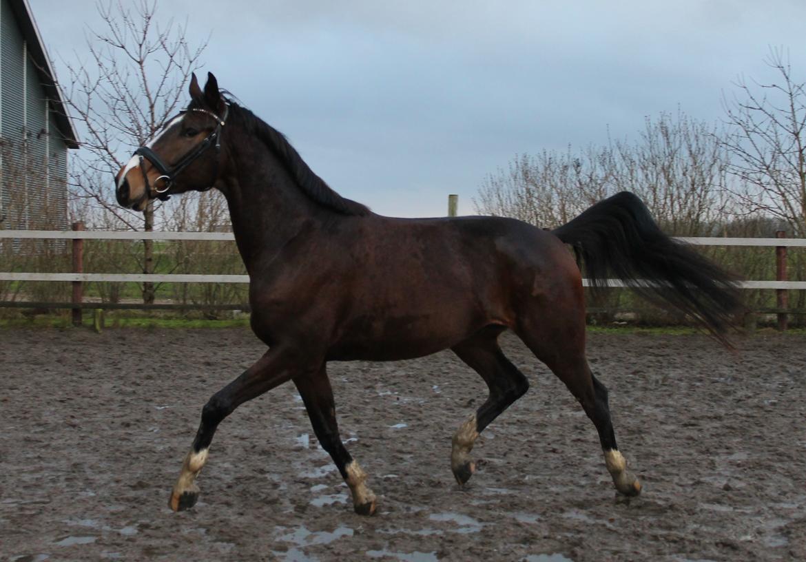 Dansk Varmblod Fight Hour billede 4