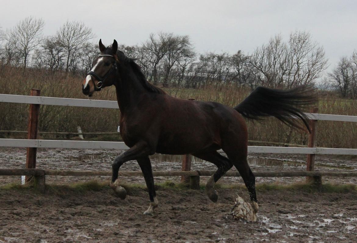 Dansk Varmblod Fight Hour billede 5