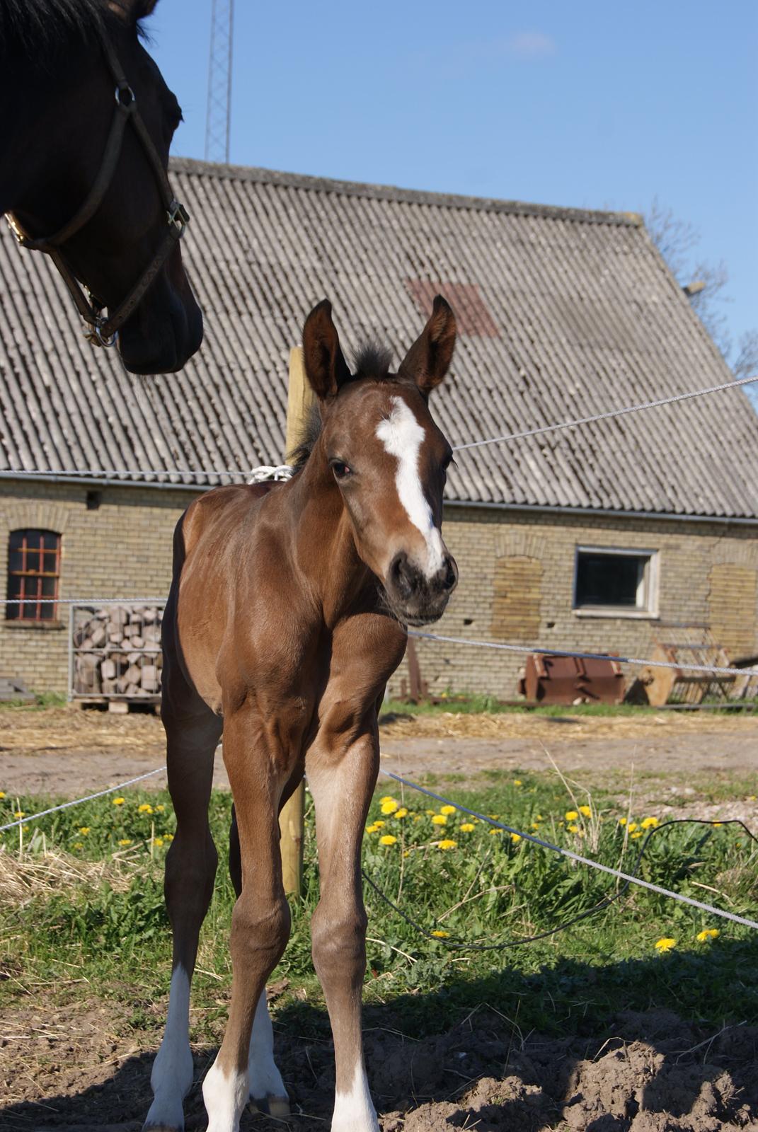 Dansk Varmblod Fight Hour - 1 dag gammel. billede 6
