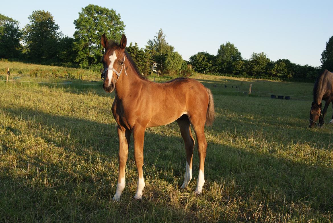 Dansk Varmblod Fight Hour - ca 2 mdr gammel billede 7