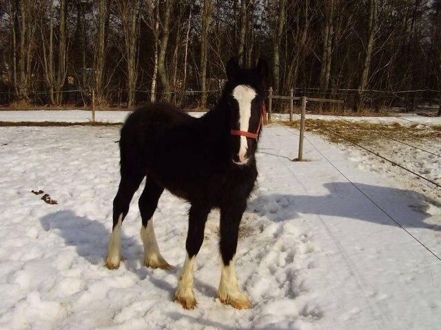 Shire Miss liva billede 2