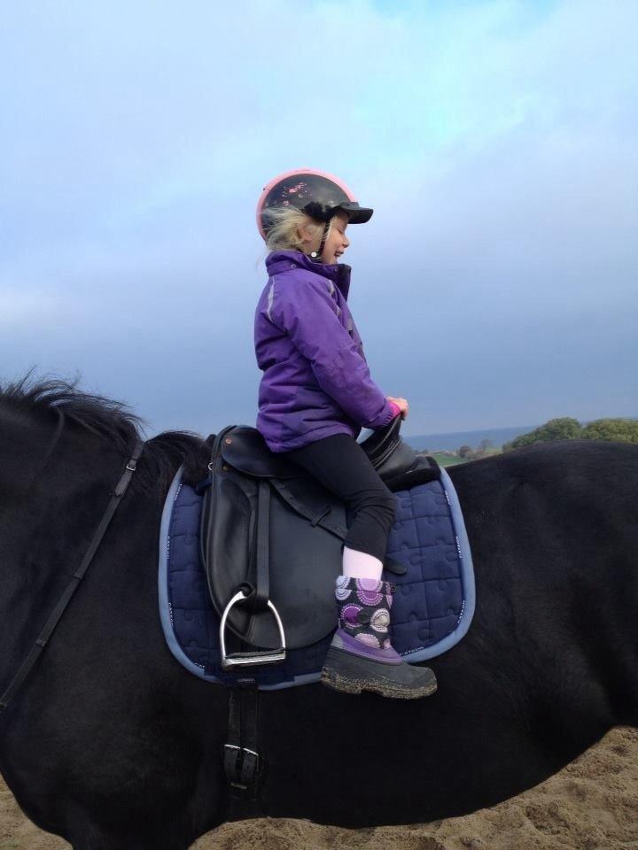 Shire Miss liva billede 7