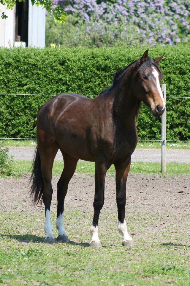 Dansk Varmblod Fight Hour - 1 år billede 8