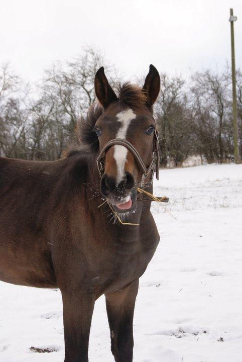 Dansk Varmblod Fight Hour billede 9