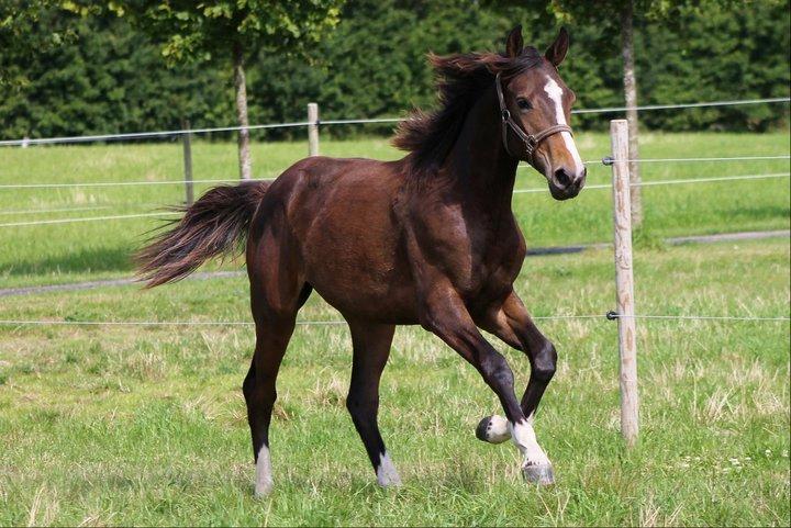 Dansk Varmblod Fight Hour billede 12