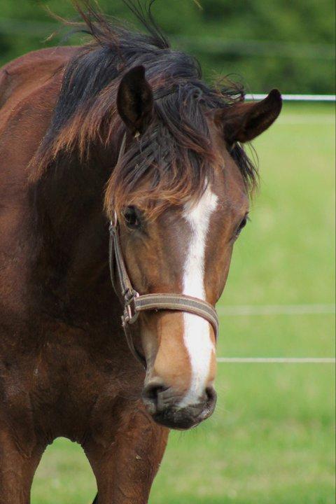 Dansk Varmblod Fight Hour billede 14