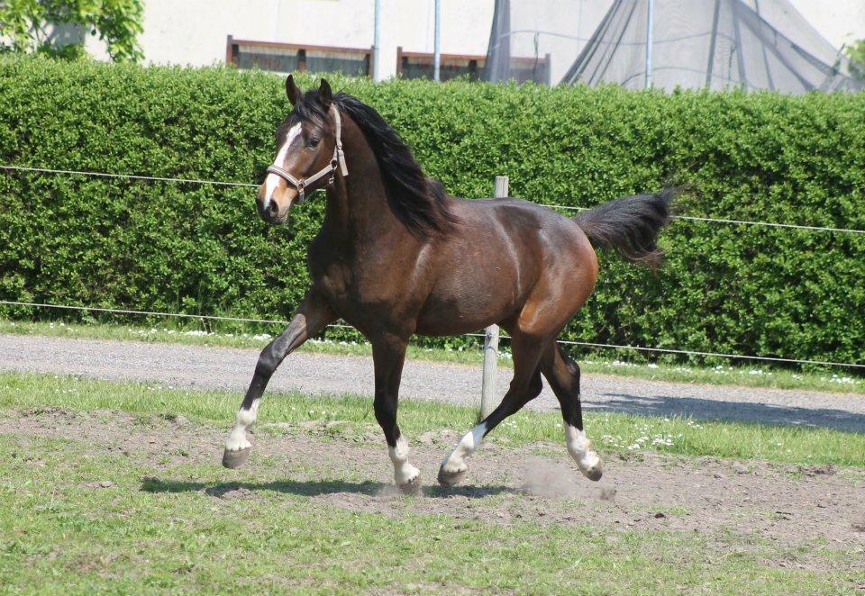 Dansk Varmblod Fight Hour billede 18