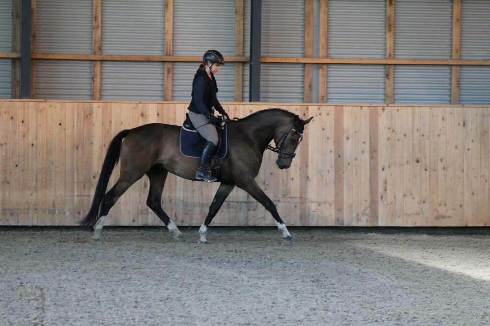 Dansk Varmblod Fight Hour - 3 år gammel billede 19