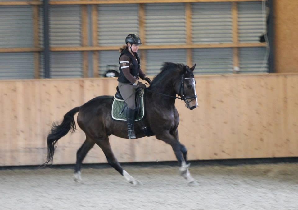 Dansk Varmblod Fight Hour billede 20