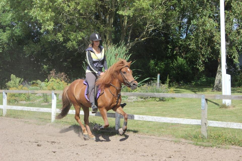 Islænder stjarna<3 billede 9