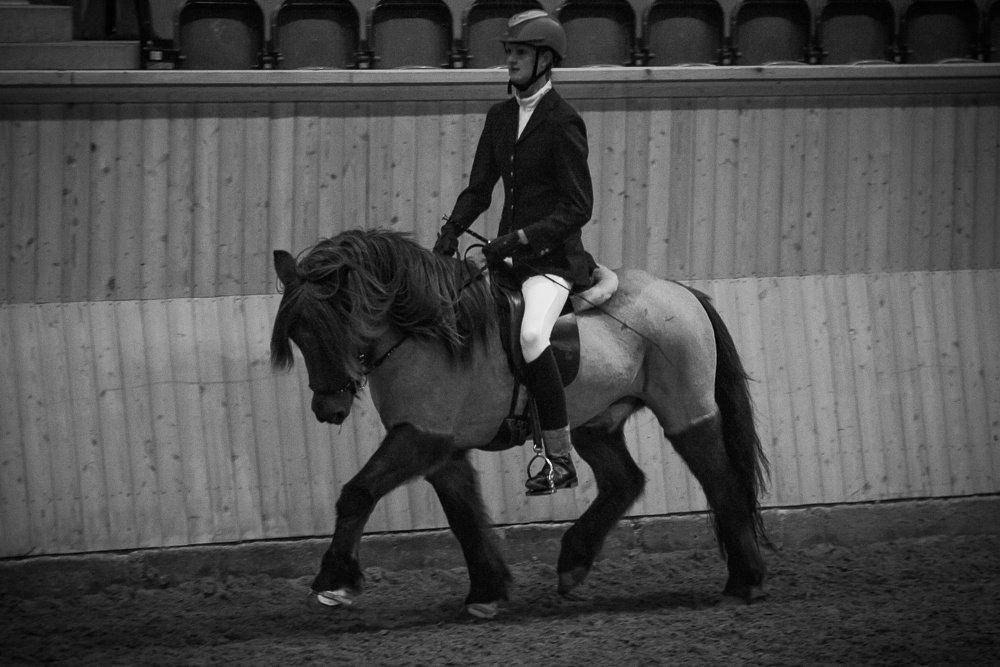 Islænder SOLFÉGUR HEJELTE billede 7