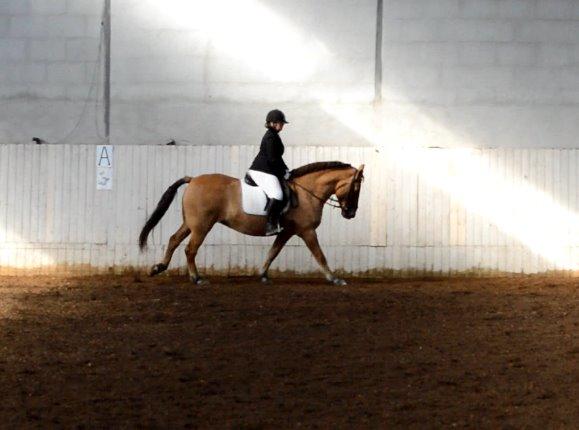 Anden særlig race Lukas - galop til stævne billede 13