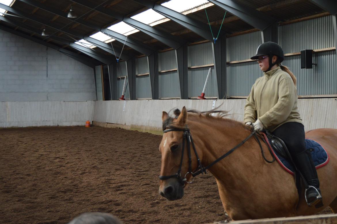 Anden særlig race Lukas - fuld galop det kan vi lide billede 15