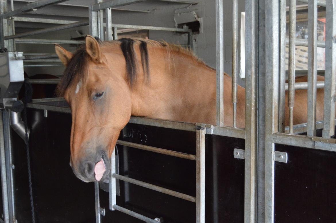 Anden særlig race Lukas billede 19