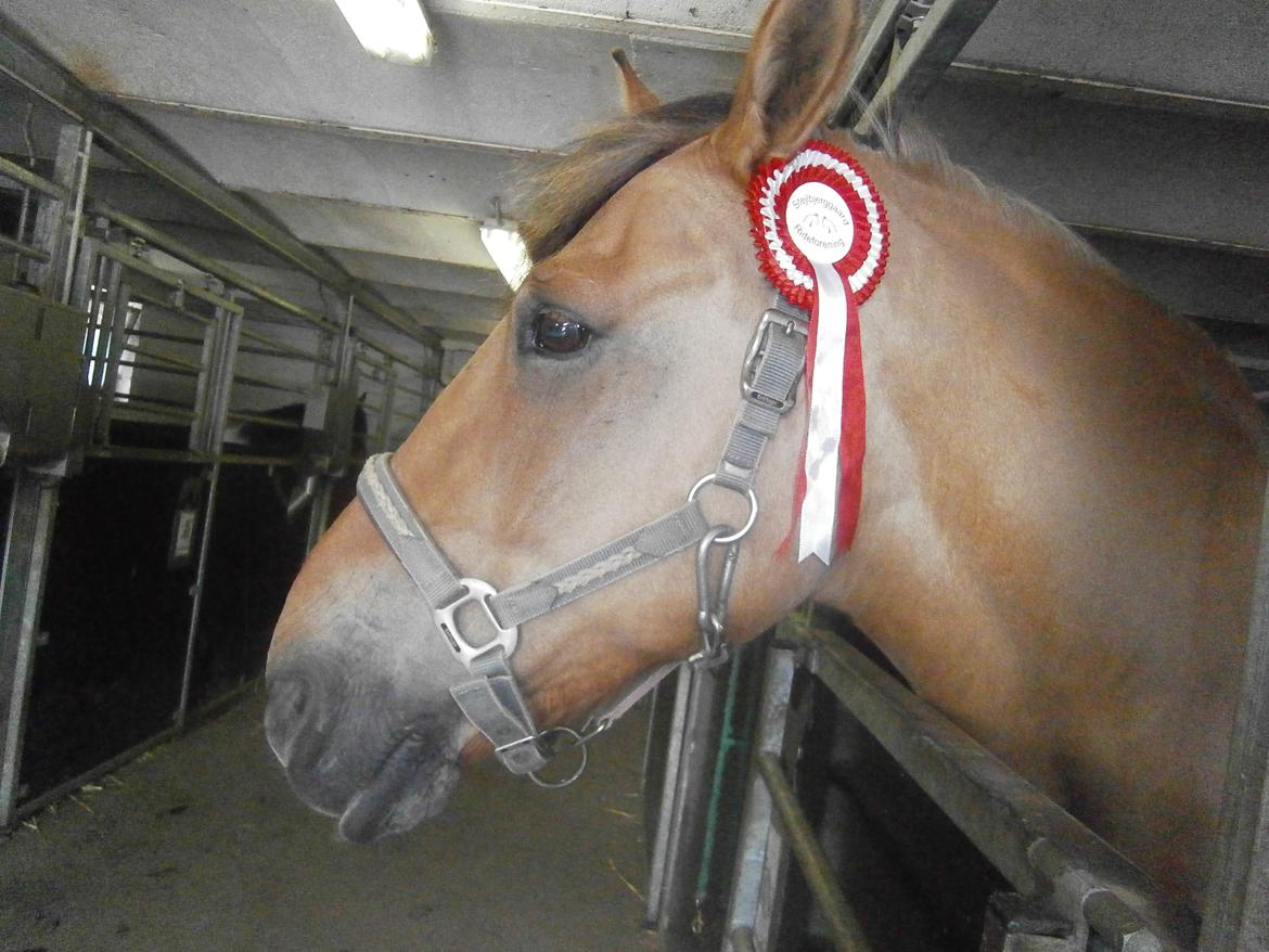 Anden særlig race Lukas billede 22