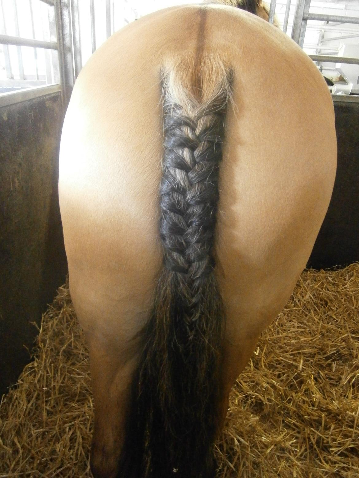 Anden særlig race Lukas billede 23