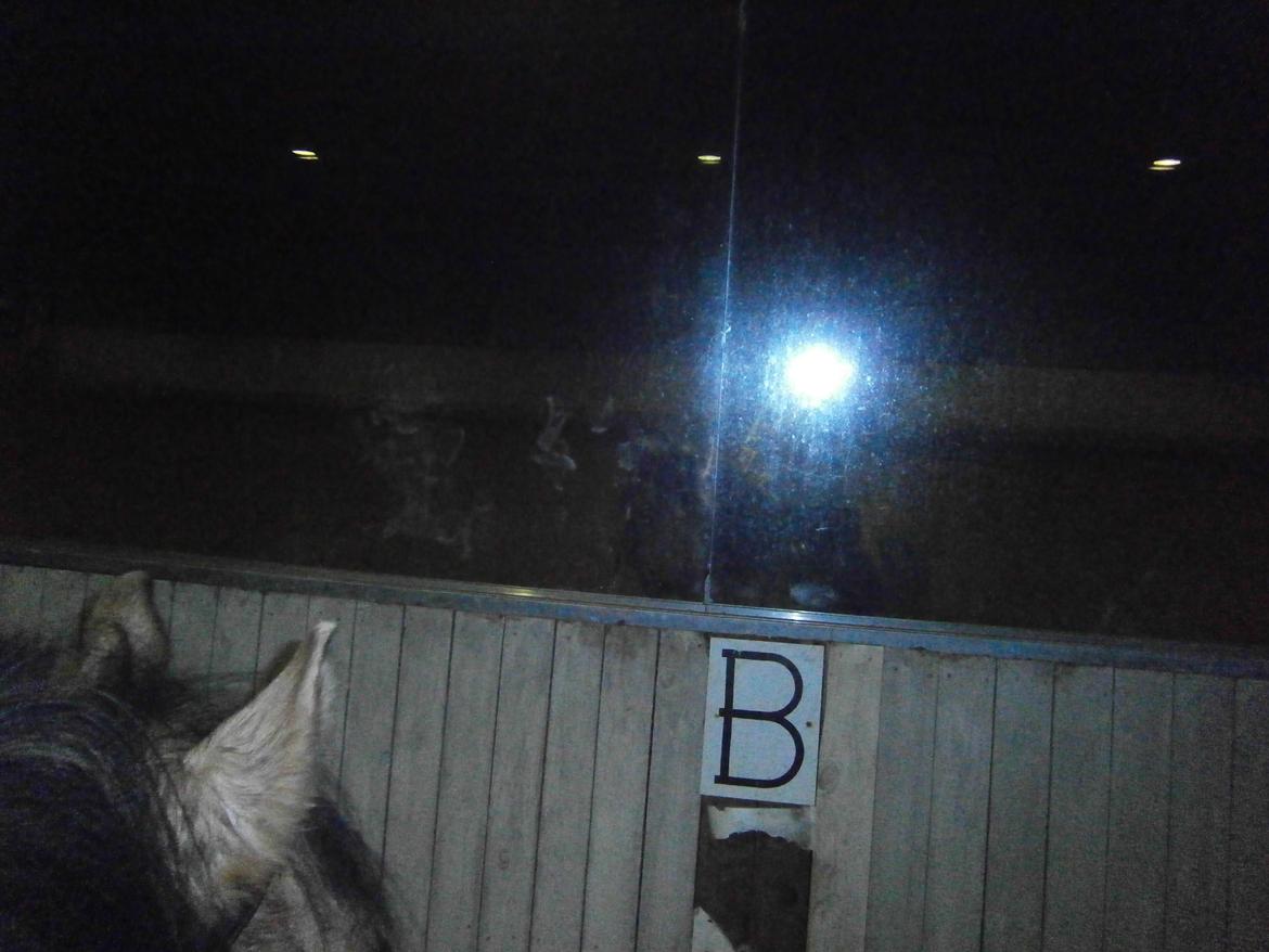 Anden særlig race Lukas - ups blits billede 28