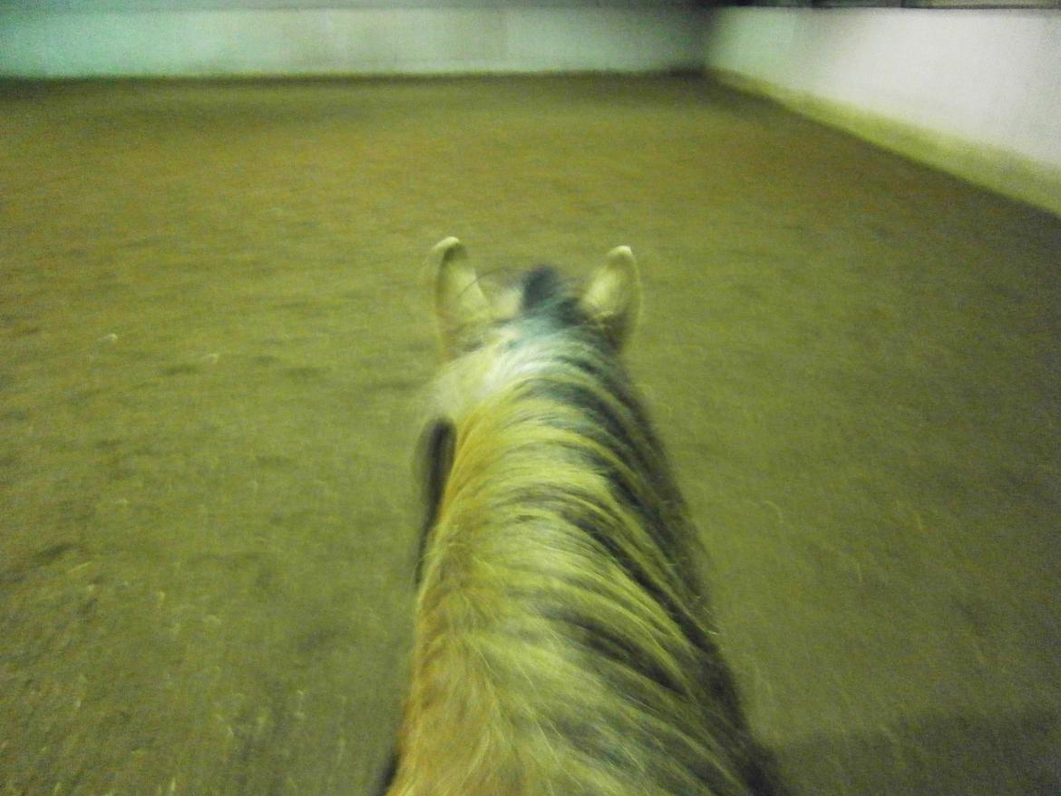 Anden særlig race Lukas billede 29