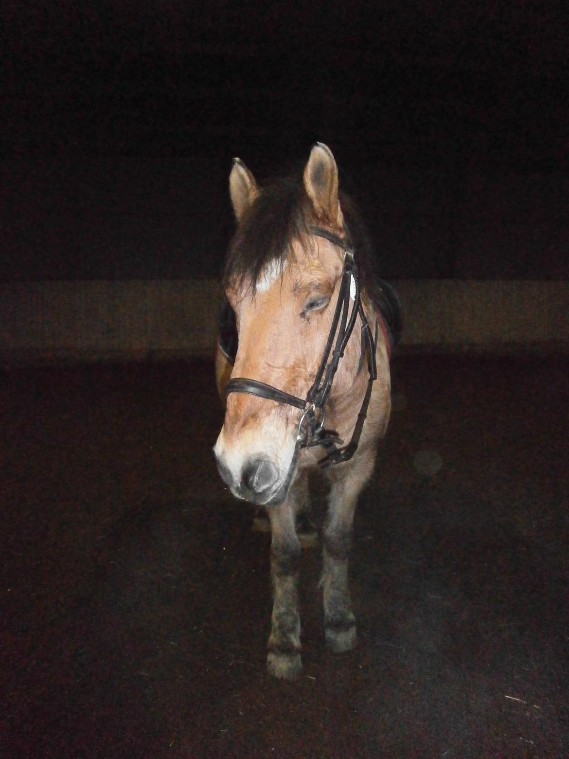 Anden særlig race Lukas - tak for denne gang...vi ses forhåbenligt igen billede 31