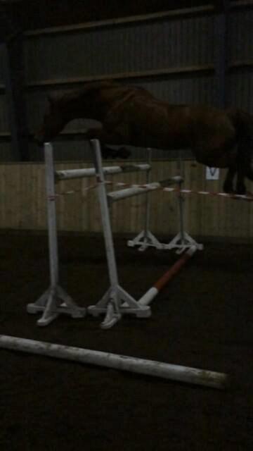 Anden særlig race Capitano - Cappi er flyvende over 150 cm i spring! :) Dec 2013. billede 13