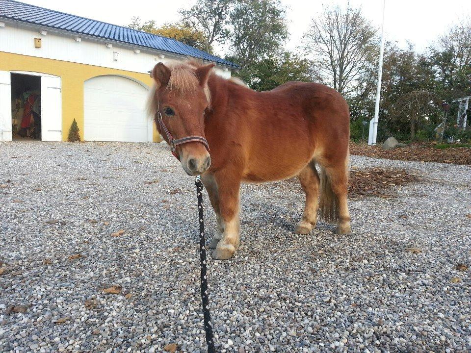 Shetlænder Funny Pony - Dav og velkommen :) billede 1