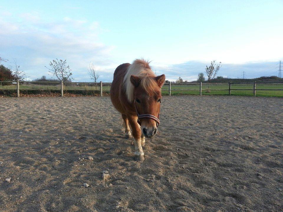 Shetlænder Funny Pony billede 7