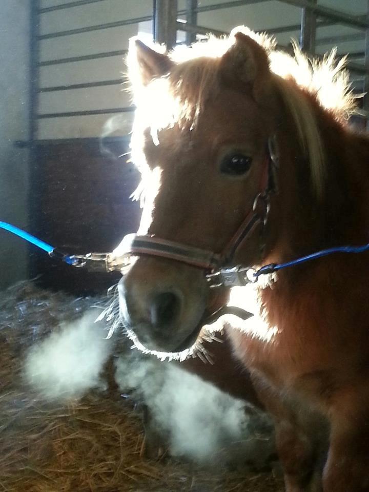 Shetlænder Funny Pony billede 6