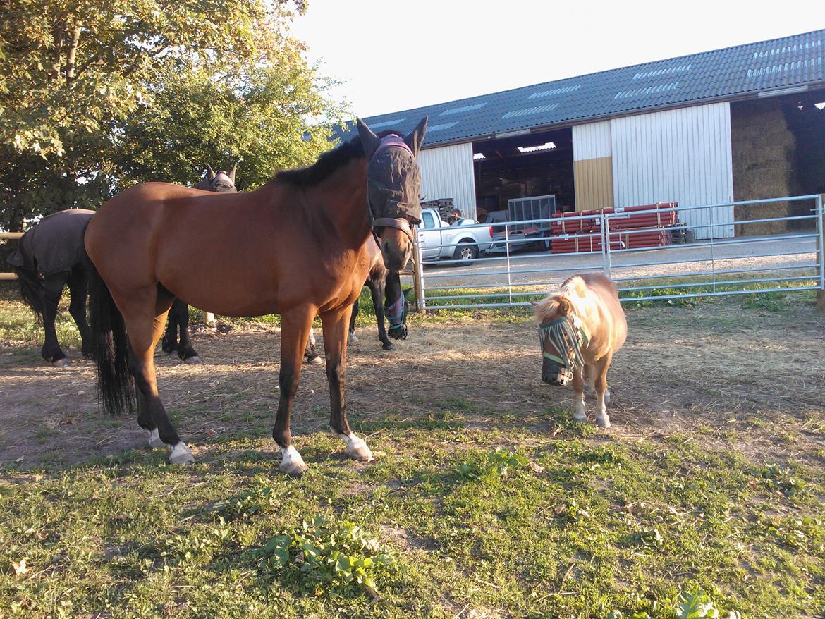 Shetlænder Funny Pony billede 4