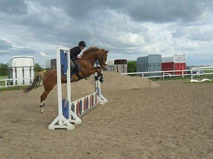 New Forest Bakkens Maltemay (solgt) billede 4