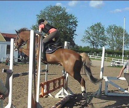 New Forest Bakkens Maltemay (solgt) billede 15