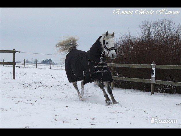 Connemara Hedegårdens Junker - Dejlige Junker bassen i sneen. billede 14