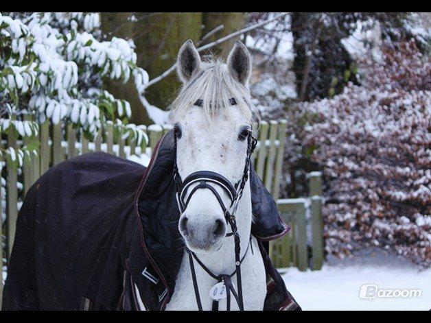 Connemara Hedegårdens Junker - Prøv lige at se det udtryk, hvem falder ikke for det? billede 2