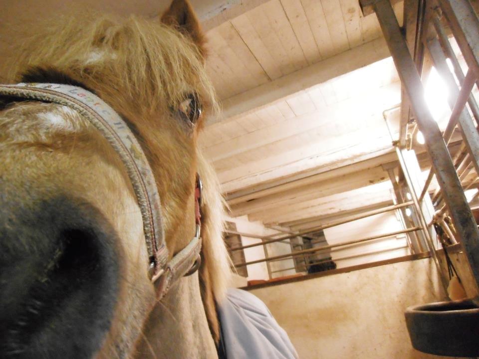 Welsh Pony (sec B) DORYELLA †Sov Sødt† - Fra år 2011. billede 19