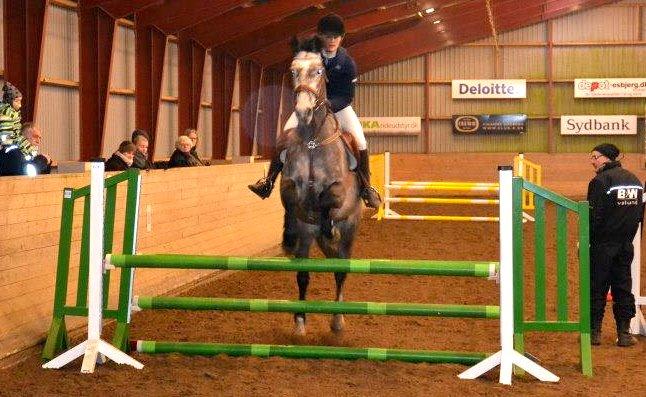 Dansk Varmblod Lamborghini LF - Til stævne - LD.  billede 3