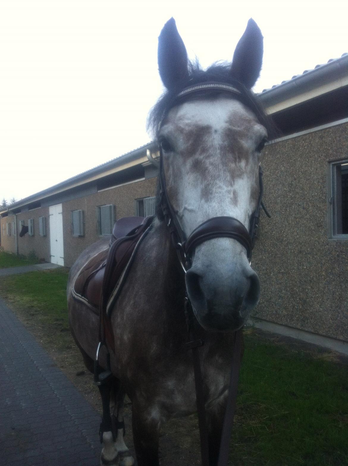 Dansk Varmblod Lamborghini LF - Inden træning.  billede 4