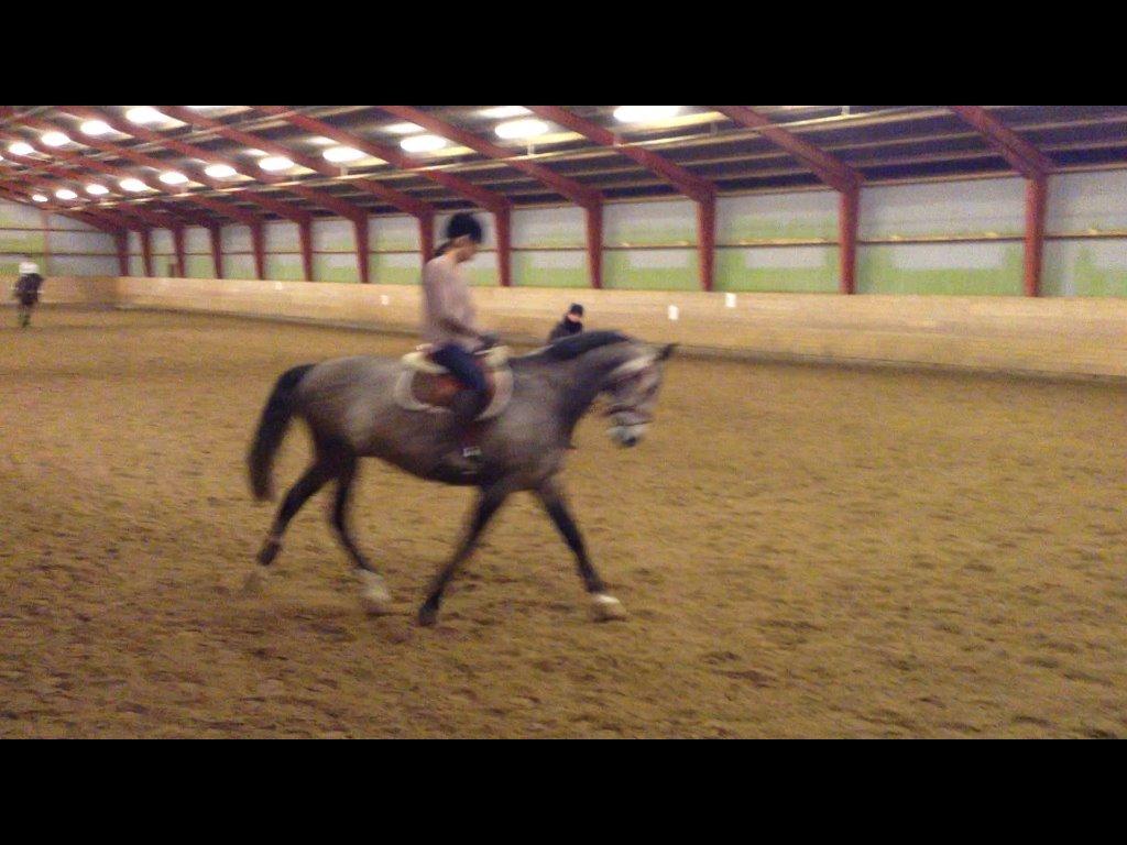 Dansk Varmblod Lamborghini LF - Dressur undervisning - taget ud fra video.  billede 5